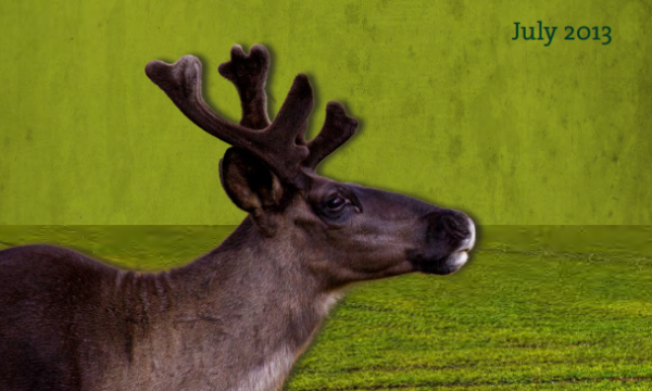 Cover page of report