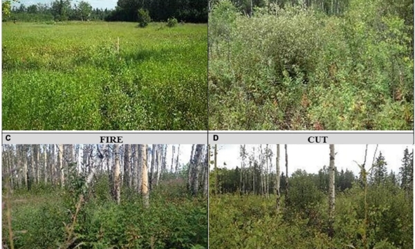Wellsite recovery compared to harvest and fire sites