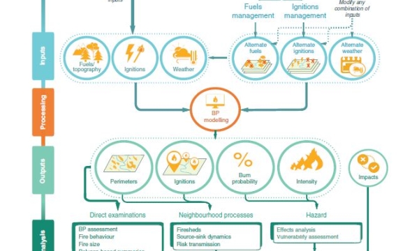 Visual depicting process of using burn probability models. BP, burn probability; WUI, wildland–urban interface