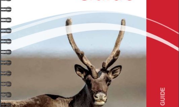 Screenshot of cover image