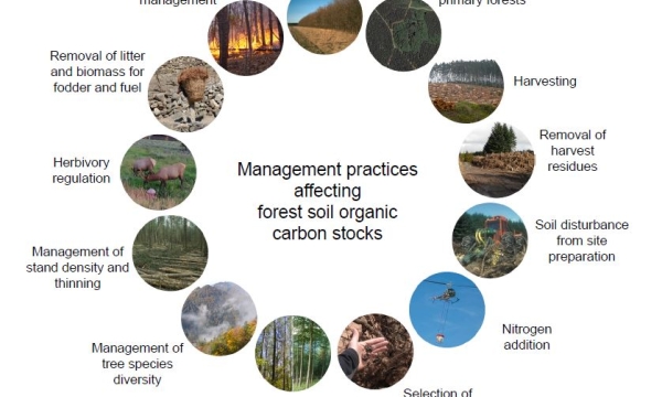 Overview of forest management practices addressed in paper