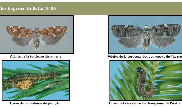 The jack pine budworm and spruce budworm moth