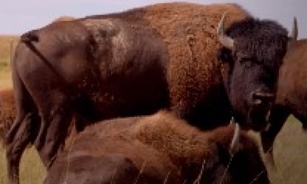 Blood Tribe Buffalo Restoration Project