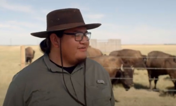 Blood Tribe Buffalo Restoration Project