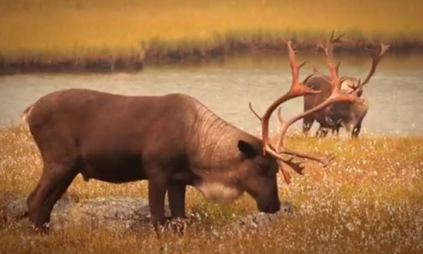 Cold lake First Nations - Caribou Conservation Project