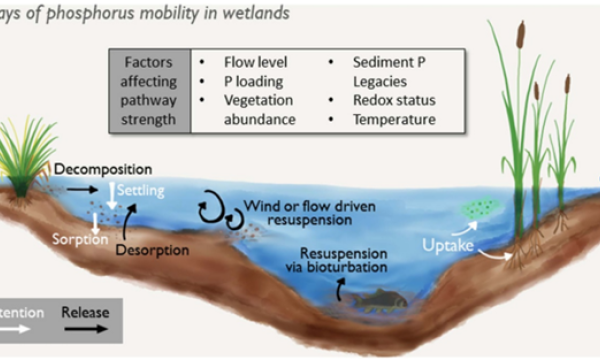 Phosphorous cycling