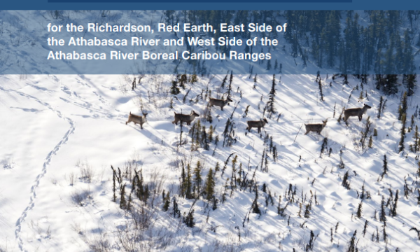 Cover page of report