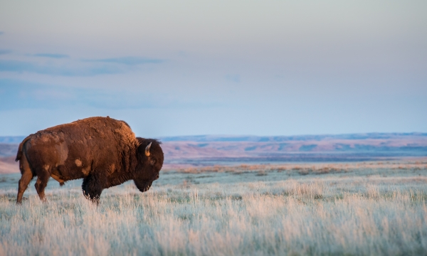 Bison by Jillian Cooper