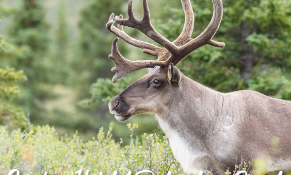 Caribou Habitat Restoration Fund