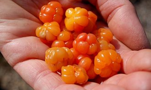 cloudberry