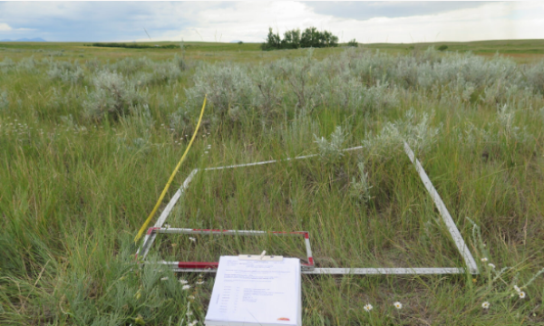 Grassland Sampling Plot