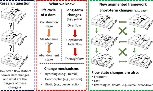 Beaver dam flow states diagram
