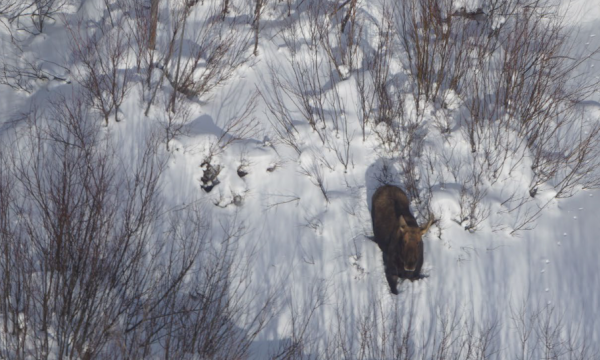 Moose Habitat and Population