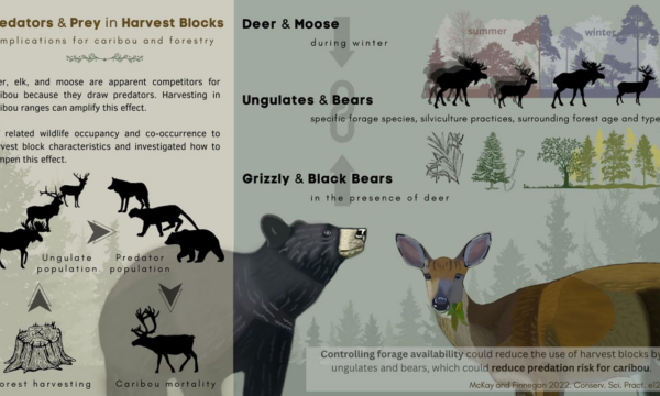 Predators and Prey in Harvest Blocks - Implications for Caribou and Forestry