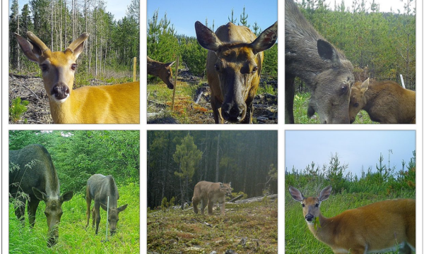 Ungulate Occurrence in Forestry