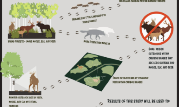 How to build a better cutblock for caribou?