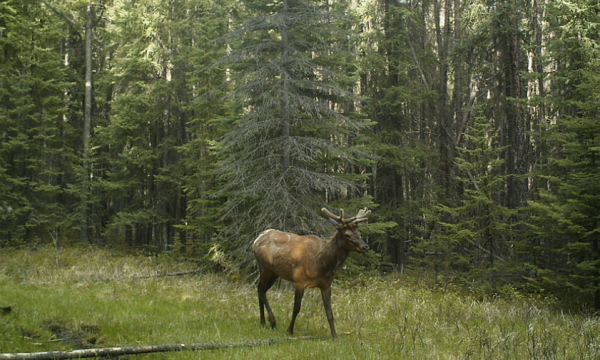 Investigating Biophysical Characteristics Related to Wildlife Use of Linear Features