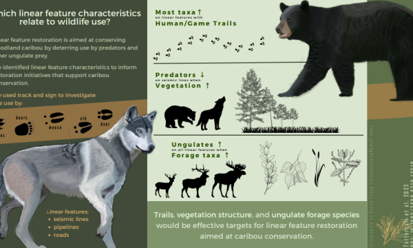 Linear features infographic
