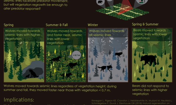 Movement of predators influenced by seismic lines infographic
