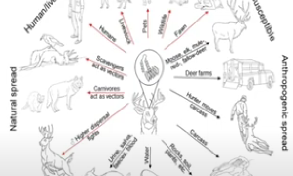 CWD environmental reservoirs