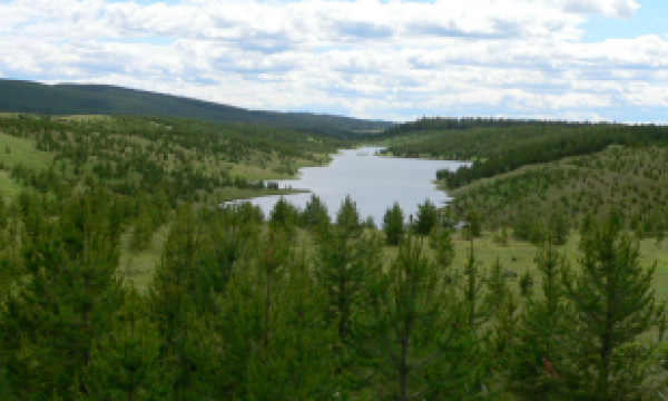 Coal mine reforestation