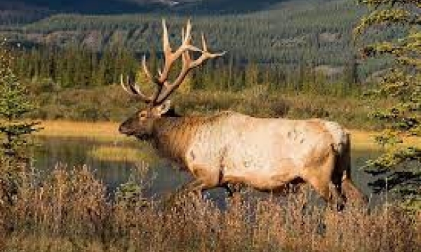 Elk