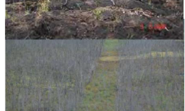 Fire effect on seismic line restoration