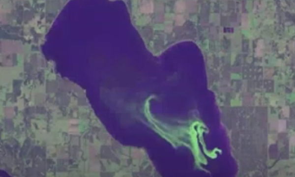 Pigeon Lake algal bloom