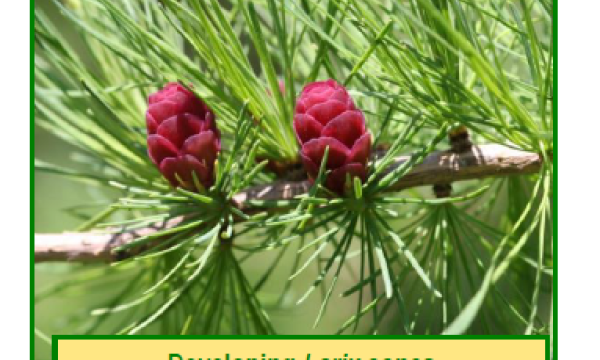 Native plant fact sheet info