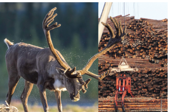Realizing a future with sustainable economies and healthy caribou populations