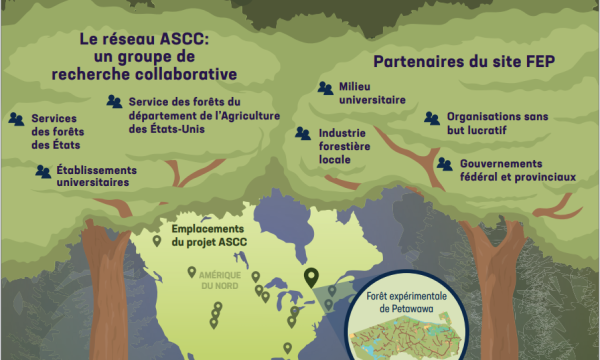 Image of the first page of the knowledge product descripting the adaptive silviculture network.