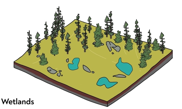 Peatlands and Carbon video series screenshot