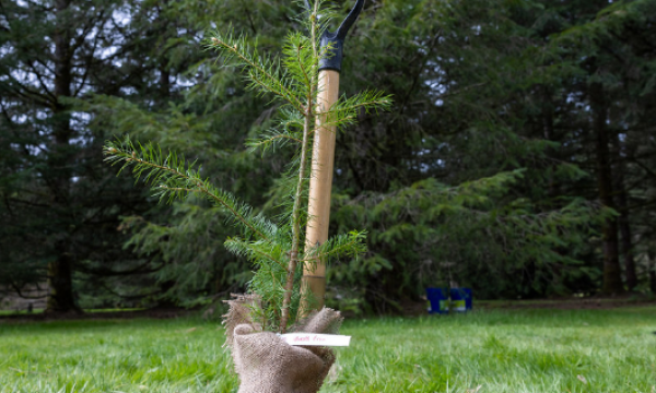 BC plants 10 billionth tree