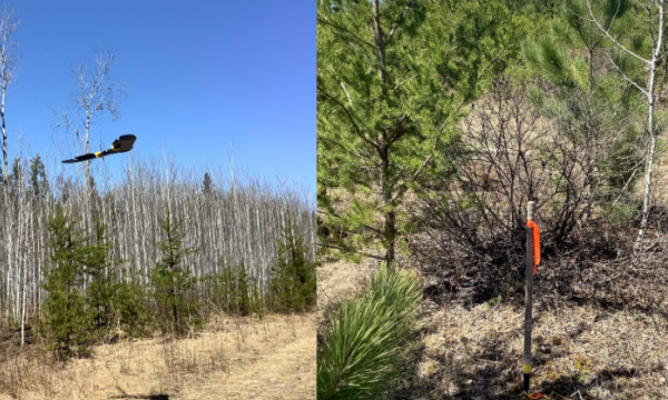 forest renewal assessment manual