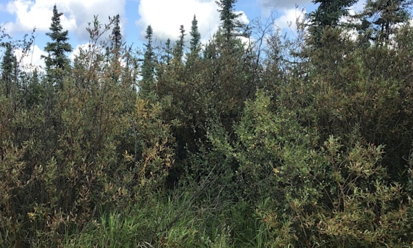 Oil site Reclamation Vegetation