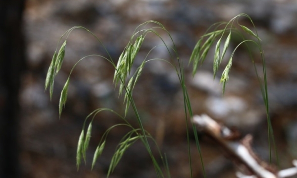 Nodding brome grass