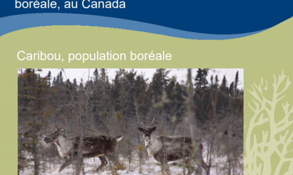 page de couverture du rapport