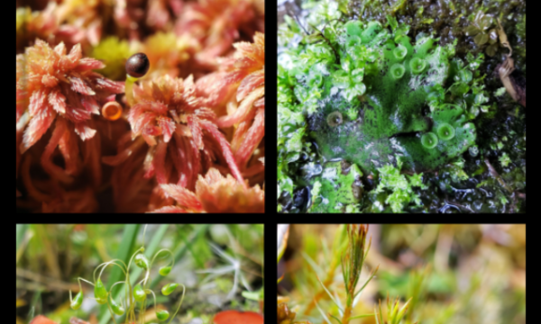 Book cover, &quot;A Guide to the Common Mosses and Liverworts of Alberta&quot;
