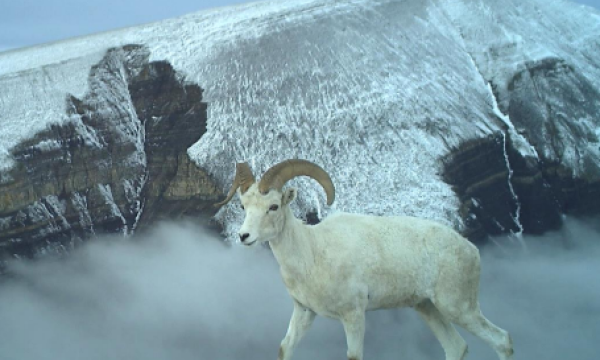 Dall's sheep