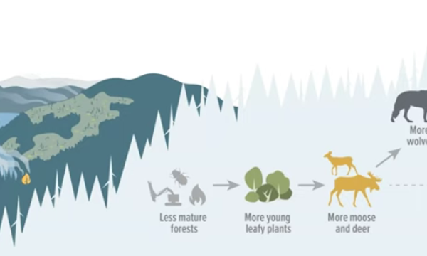 White tailed deer density impacts to caribou