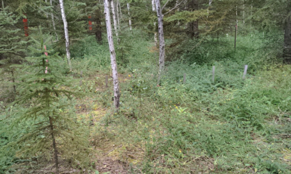 30-year old reclaimed mixedwood site