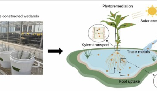 OSPW phytoremediation