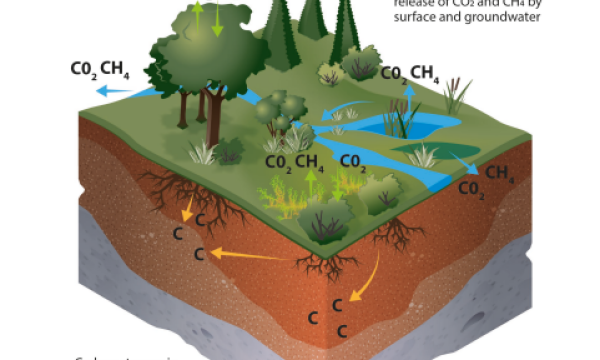 Field guide for estimating carbon stocks in wetlands