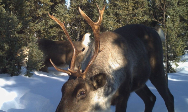 Caribou in snow