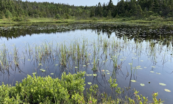Wetland in St. John's NL