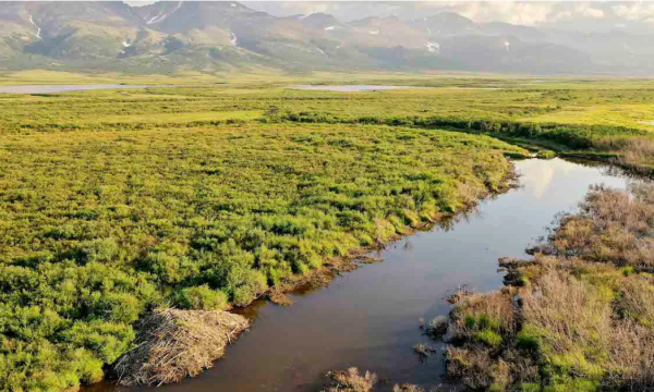 Beaver dams in the Arctic are holding up warm water, which is thawing permafrost. Credit: Ken Tape
