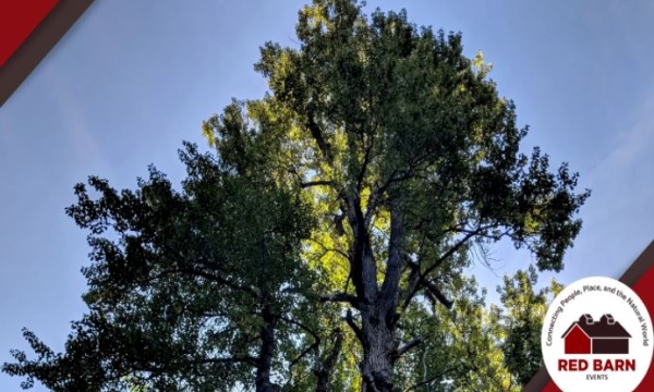 Cottonwoods: Unlocking our Rivers Histories
