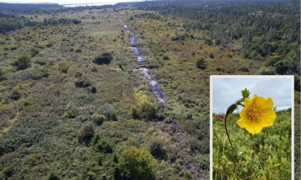 Eastern Mountain Avens Wildflower
