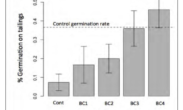 Effects of biochar on germination