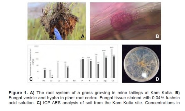 Fungi on plants in reclaimed soil